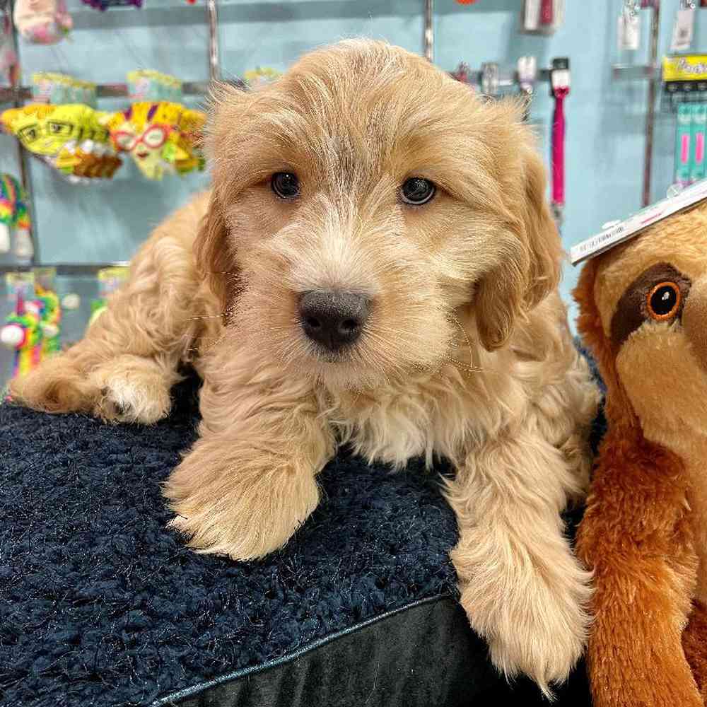 Male Miniature Goldendoodle Puppy for sale