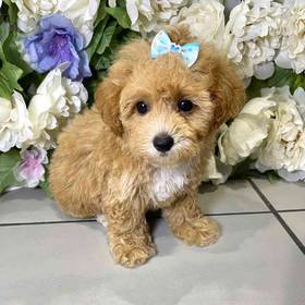 Mini Poodle