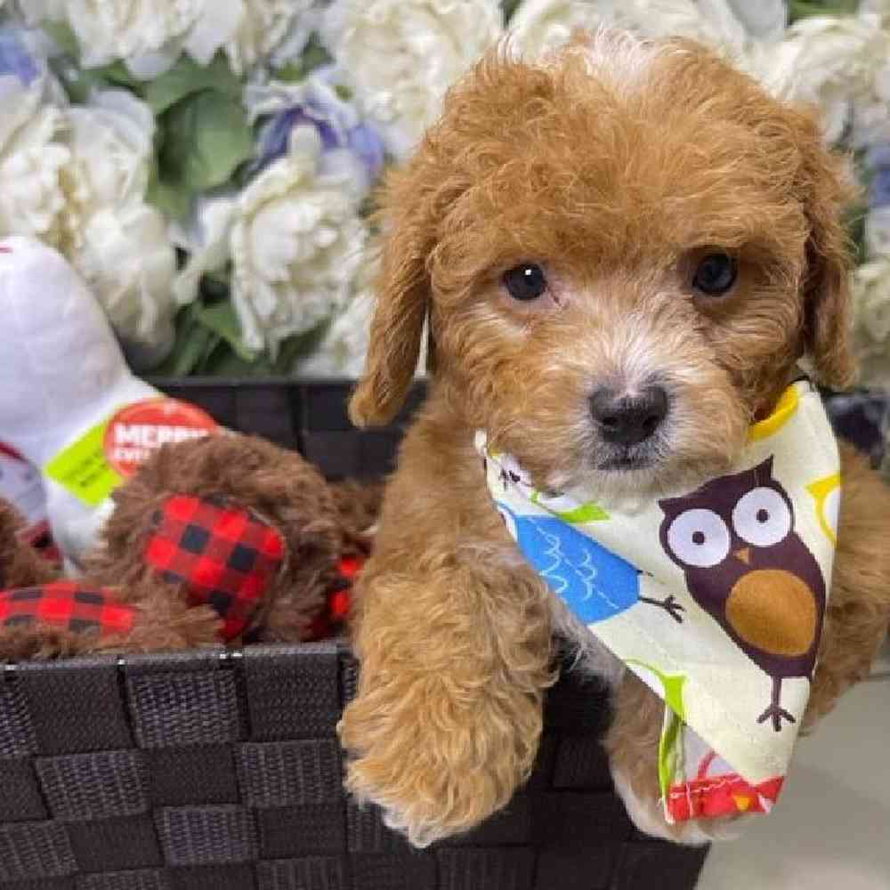 Male Cavapoo 2nd Generation Puppy for sale