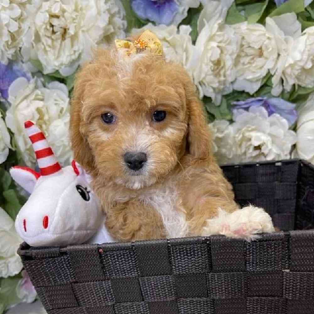 Female Cavapoo 2nd Generation Puppy for sale
