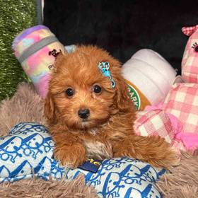 Cavapoo