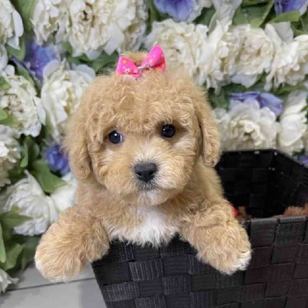 Female Cavapoo 2nd Generation Puppy for sale