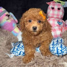 Cavapoo