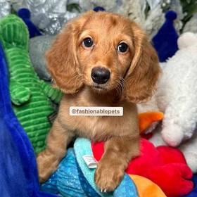 Dachshund