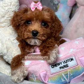 Poodle Toy
