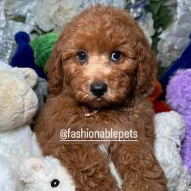 Cavapoo 2nd Generation