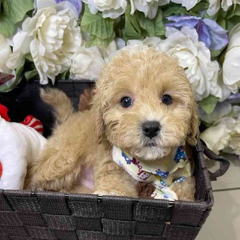 Male Cavapoo 2nd Generation Puppy for sale