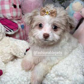 Poochi