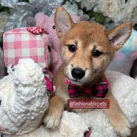 Shiba Inu