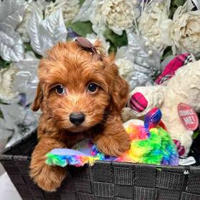 Cavapoo